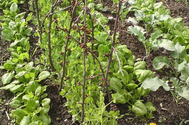 Erbsenreihe im Frühjahr. Links und rechts davon der obligatorische Spinat. Ganz rechts eine Broccoli-Reihe