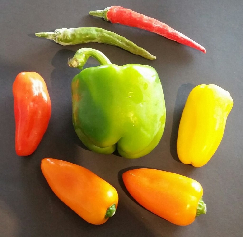 paprika | Obst- und Gartenbauverein Wurmberg e.V.