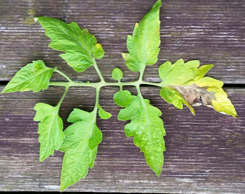 30+ Tomaten Pflanzen Blätter, Die gewächse können entlang ihres