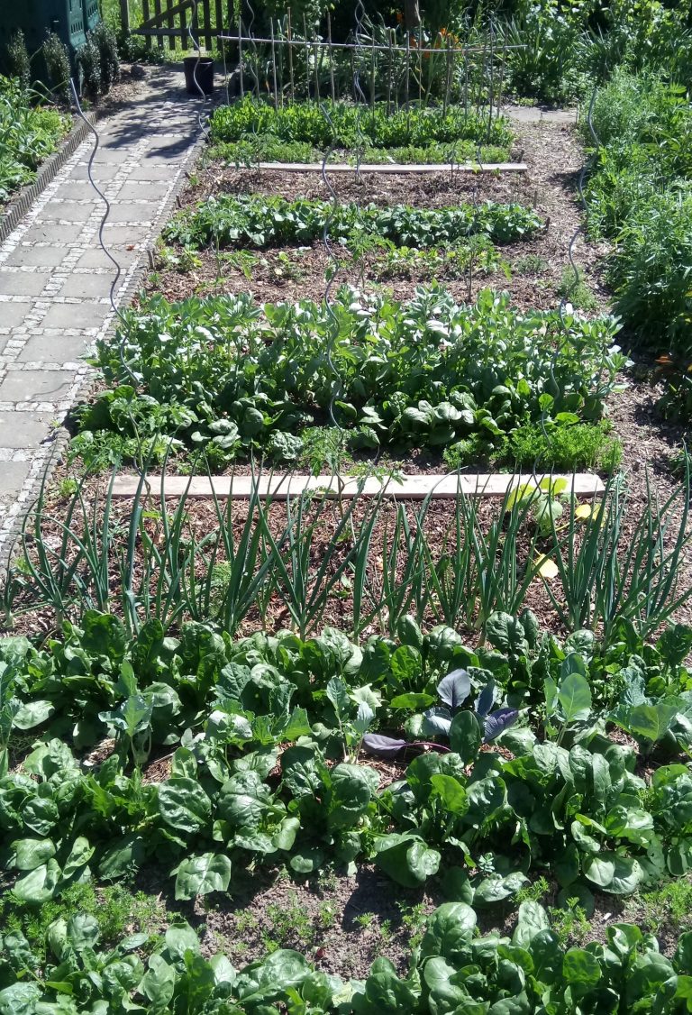 Mischkultur Viel Ertrag auf kleiner Fläche Obst und Gartenbauverein