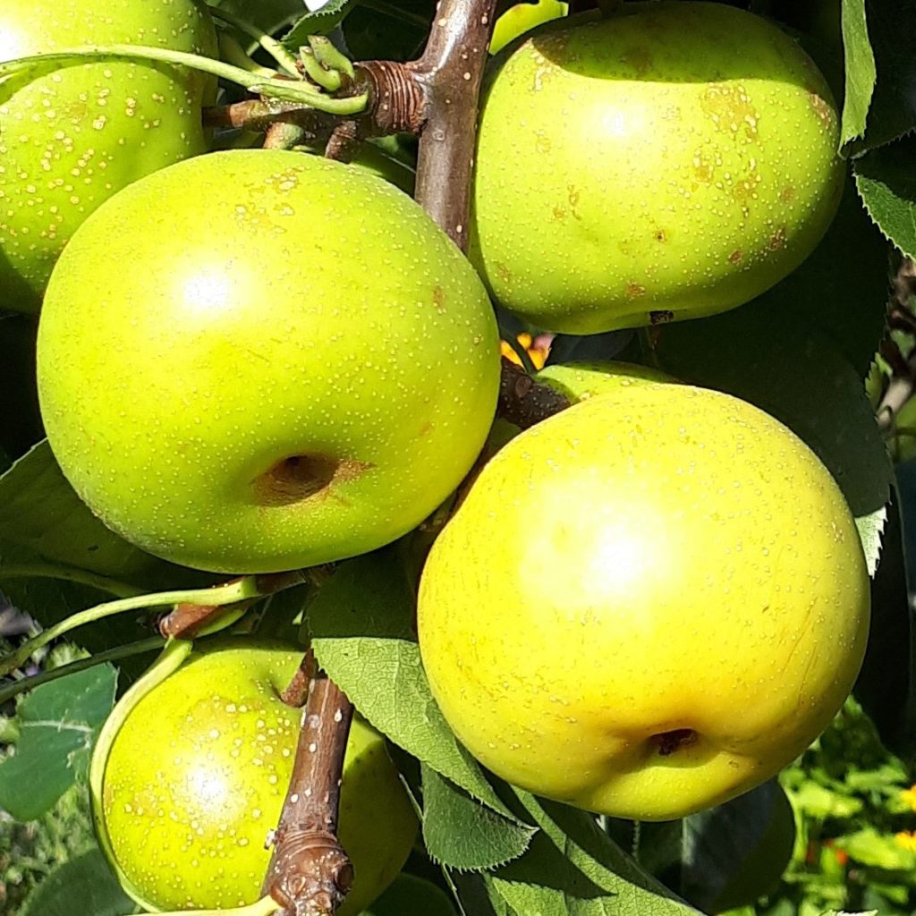 Nashi | Obst- und Gartenbauverein Wurmberg e.V.